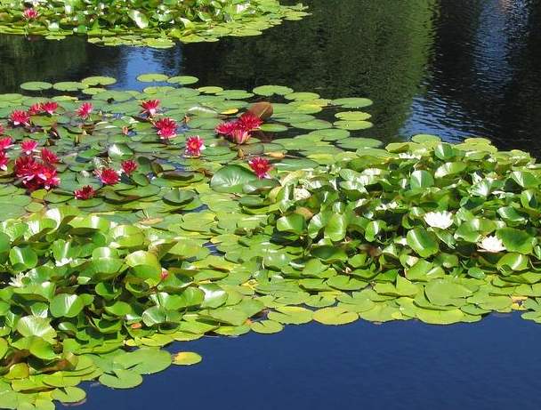 水生植物